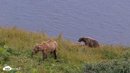 Kodiak Alaska Brown Bears Live Webcam - Aug 10, 2026, 9:05pm AKDT