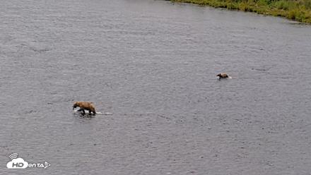 Kodiak Alaska Brown Bears Live Webcam - Aug 10, 2026, 11:59am AKDT