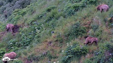 Kodiak Alaska Brown Bears Live Webcam - Jul 17, 2026, 7:11am AKDT