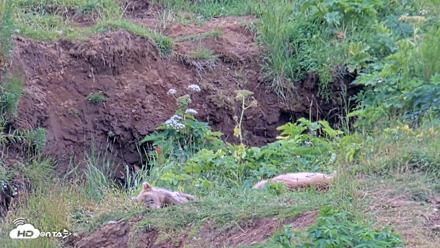 Kodiak Alaska Brown Bears Live Webcam - Aug 3, 2026, 2:52pm AKDT