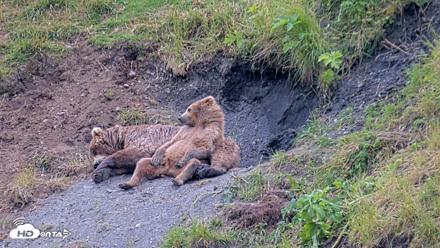 Kodiak Alaska Brown Bears Live Webcam - Aug 1, 2026, 7:25pm AKDT