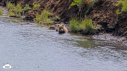 Kodiak Alaska Brown Bears Live Webcam - Aug 1, 2026, 2:15pm AKDT