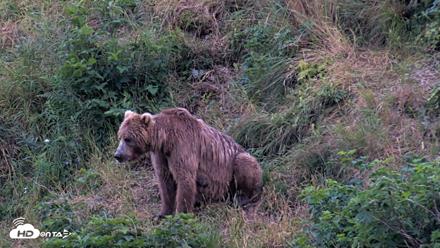 Kodiak Alaska Brown Bears Live Webcam - Aug 7, 2026, 10:05pm AKDT