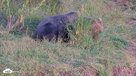 Kodiak Alaska Brown Bears Live Webcam - Aug 11, 2026, 8:16pm AKDT
