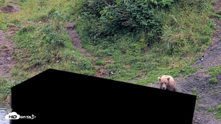 Kodiak Alaska Brown Bears Live Webcam - Aug 17, 2026, 4:06pm AKDT