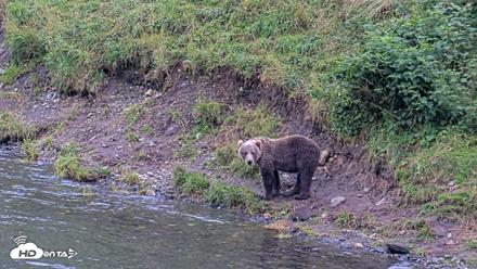 Kodiak Alaska Brown Bears Live Webcam - Aug 20, 2026, 7:21pm AKDT