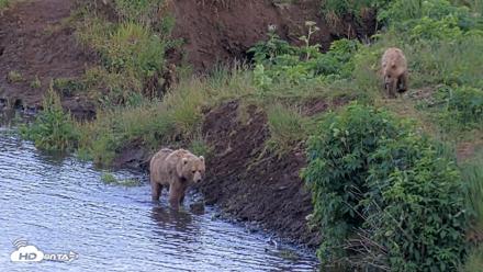 Kodiak Alaska Brown Bears Live Webcam - Jul 26, 2026, 9:29pm AKDT