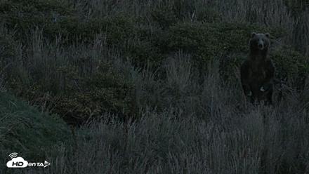 Kodiak Alaska Brown Bears Live Webcam - Sep 23, 2026, 8:46pm AKDT