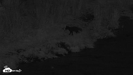 Kodiak Alaska Brown Bears Live Webcam - Sep 13, 2026, 9:12pm AKDT