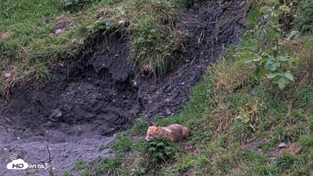 Kodiak Alaska Brown Bears Live Webcam - Aug 21, 2026, 9:23pm AKDT