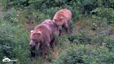 Kodiak Alaska Brown Bears Live Webcam - Aug 11, 2026, 7:43am AKDT