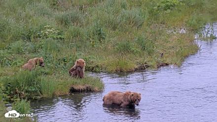 Kodiak Alaska Brown Bears Live Webcam - Jul 25, 2026, 11:39am AKDT