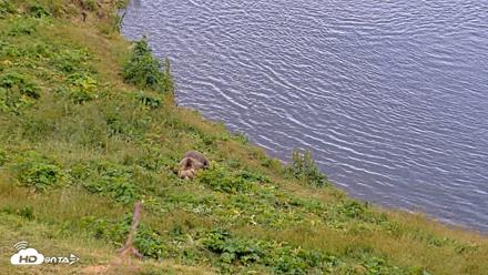 Kodiak Alaska Brown Bears Live Webcam - Aug 6, 2026, 7:07pm AKDT