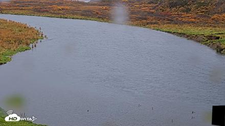 Kodiak Alaska Brown Bears Live Webcam - Oct 14, 2026, 11:20am AKDT