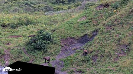 Kodiak Alaska Brown Bears Live Webcam - Aug 20, 2026, 6:49pm AKDT