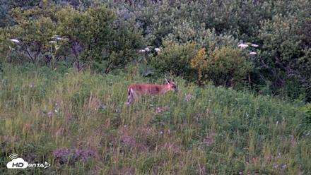 Kodiak Alaska Brown Bears Live Webcam - Jul 28, 2026, 10:38pm AKDT