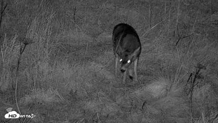 Kodiak Alaska Brown Bears Live Webcam - Oct 21, 2026, 9:18pm AKDT