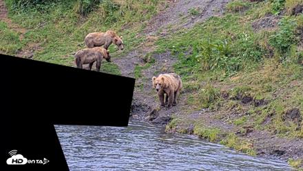 Kodiak Alaska Brown Bears Live Webcam - Aug 6, 2026, 10:47am AKDT