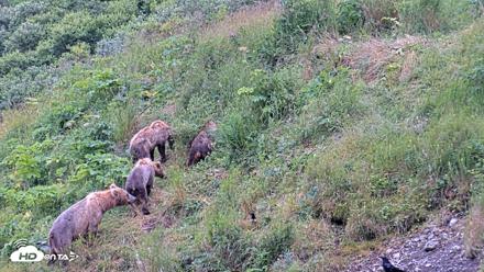 Kodiak Alaska Brown Bears Live Webcam - Aug 6, 2026, 10:08am AKDT