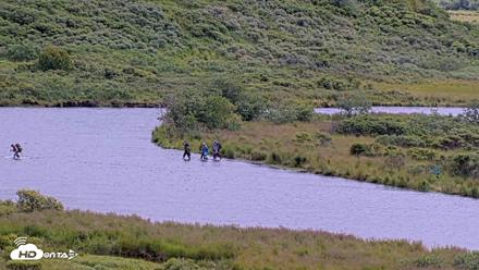 Kodiak Alaska Brown Bears Live Webcam - Aug 6, 2026, 2:12pm AKDT