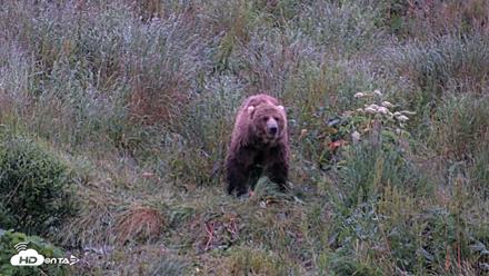 Kodiak Alaska Brown Bears Live Webcam - Jul 27, 2026, 10:50pm AKDT