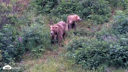 Kodiak Alaska Brown Bears Live Webcam - Aug 11, 2026, 7:43am AKDT