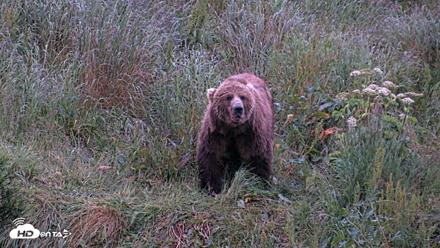 Kodiak Alaska Brown Bears Live Webcam - Jul 27, 2026, 10:51pm AKDT