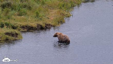 Kodiak Alaska Brown Bears Live Webcam - Aug 3, 2026, 8:44am AKDT