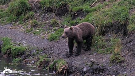 Kodiak Alaska Brown Bears Live Webcam - Aug 20, 2026, 9:21pm AKDT