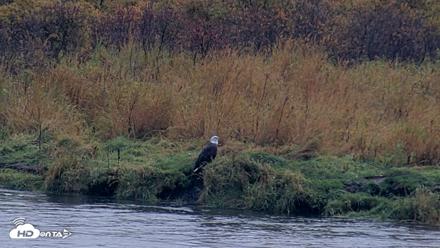 Kodiak Alaska Brown Bears Live Webcam - Oct 5, 2026, 9:26am AKDT