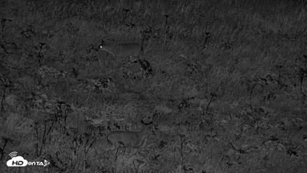 Kodiak Alaska Brown Bears Live Webcam - Sep 22, 2026, 10:19pm AKDT