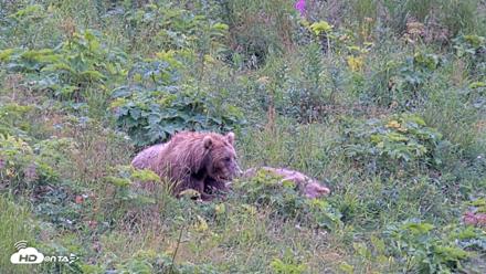 Kodiak Alaska Brown Bears Live Webcam - Aug 10, 2026, 12:04pm AKDT