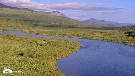 Kodiak Alaska Brown Bears Live Webcam - Jul 25, 2026, 7:51pm AKDT
