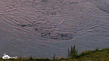 Kodiak Alaska Brown Bears Live Webcam - Aug 24, 2026, 6:53am AKDT