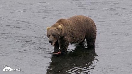 Kodiak Alaska Brown Bears Live Webcam - Aug 18, 2026, 4:58pm AKDT