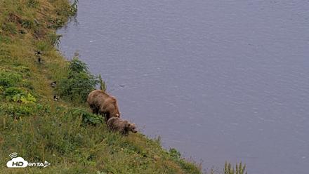 Kodiak Alaska Brown Bears Live Webcam - Aug 10, 2026, 7:58pm AKDT