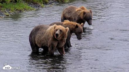 Kodiak Alaska Brown Bears Live Webcam - Aug 12, 2026, 6:27pm AKDT