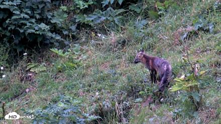 Kodiak Alaska Brown Bears Live Webcam - Aug 15, 2026, 11:28am AKDT