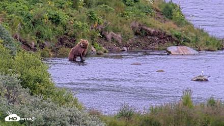 Kodiak Alaska Brown Bears Live Webcam - Aug 5, 2026, 2:37pm AKDT