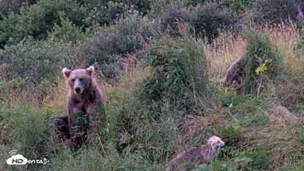 Kodiak Alaska Brown Bears Live Webcam - Aug 21, 2026, 7:36am AKDT