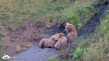 Kodiak Alaska Brown Bears Live Webcam - Jul 30, 2026, 10:04pm AKDT