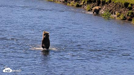 Kodiak Alaska Brown Bears Live Webcam - Jul 30, 2026, 11:11am AKDT