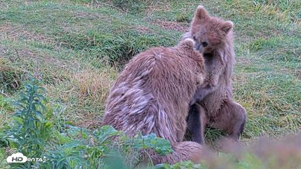 Kodiak Alaska Brown Bears Live Webcam - Aug 13, 2026, 11:27am AKDT