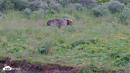 Kodiak Alaska Brown Bears Live Webcam - Aug 10, 2026, 7:17pm AKDT