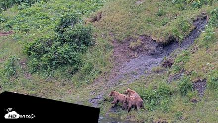 Kodiak Alaska Brown Bears Live Webcam - Jul 25, 2026, 11:51am AKDT
