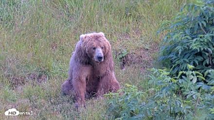 Kodiak Alaska Brown Bears Live Webcam - Aug 1, 2026, 3:35pm AKDT