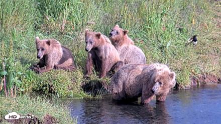 Kodiak Alaska Brown Bears Live Webcam - Jul 28, 2026, 6:58pm AKDT