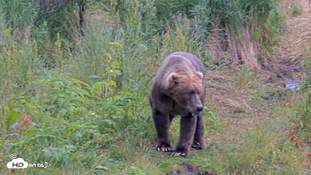 Kodiak Alaska Brown Bears Live Webcam - Aug 7, 2026, 5:18pm AKDT