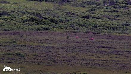 Kodiak Alaska Brown Bears Live Webcam - Jul 19, 2026, 7:54am AKDT