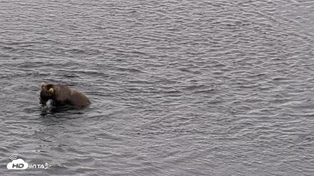 Kodiak Alaska Brown Bears Live Webcam - Aug 11, 2026, 10:21am AKDT